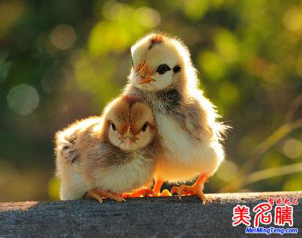 杭州新生兒最熱名字排行榜首次權(quán)威公開，起名漸趨中性化：宇軒、梓涵、梓睿、詩涵最多