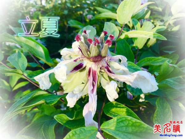 萬物生長的立夏節(jié)氣名字由來、夏季出生的寶寶起名參考